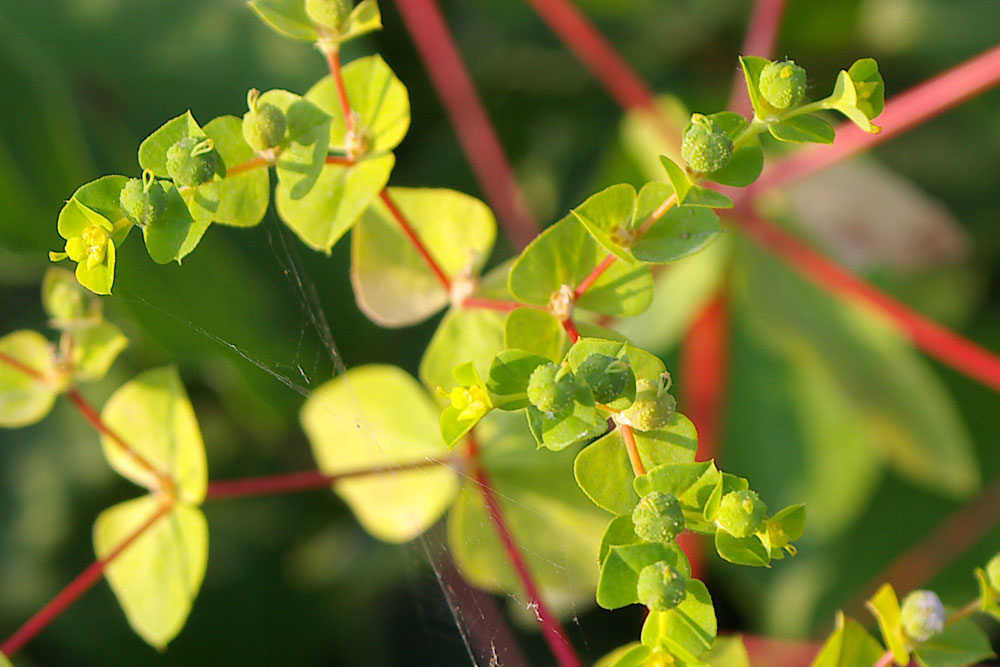 Euphorbia taurinensis